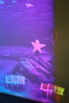 Ausstellung  Planet der Tiere im Immersium in Wien